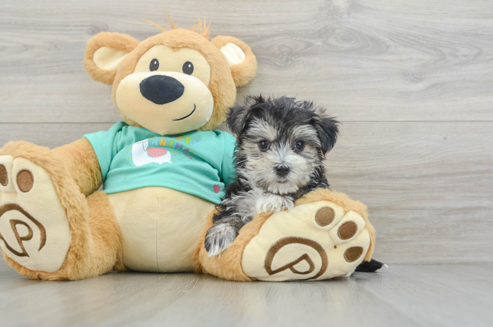 7 week old Morkie Puppy For Sale - Windy City Pups