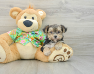 8 week old Morkie Puppy For Sale - Windy City Pups