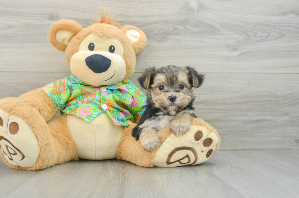 8 week old Morkie Puppy For Sale - Windy City Pups