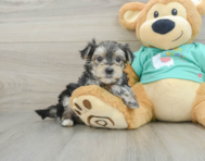 7 week old Morkie Puppy For Sale - Windy City Pups