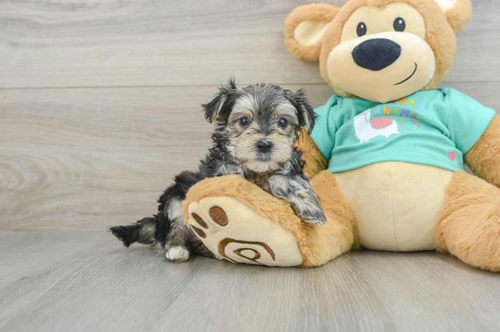 7 week old Morkie Puppy For Sale - Windy City Pups