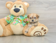 5 week old Morkie Puppy For Sale - Windy City Pups