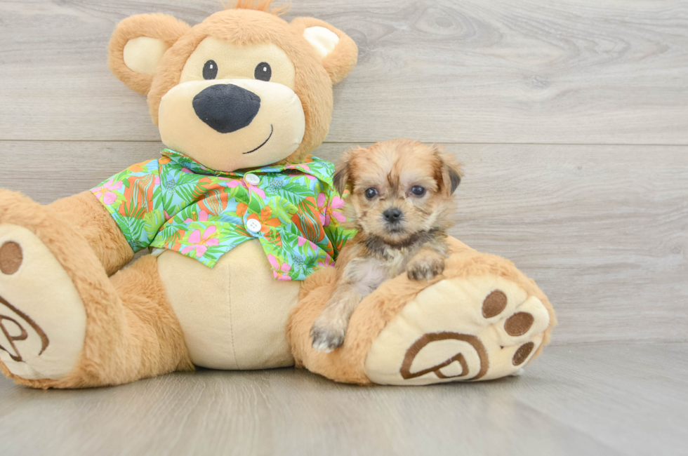 5 week old Morkie Puppy For Sale - Windy City Pups