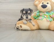 7 week old Morkie Puppy For Sale - Windy City Pups