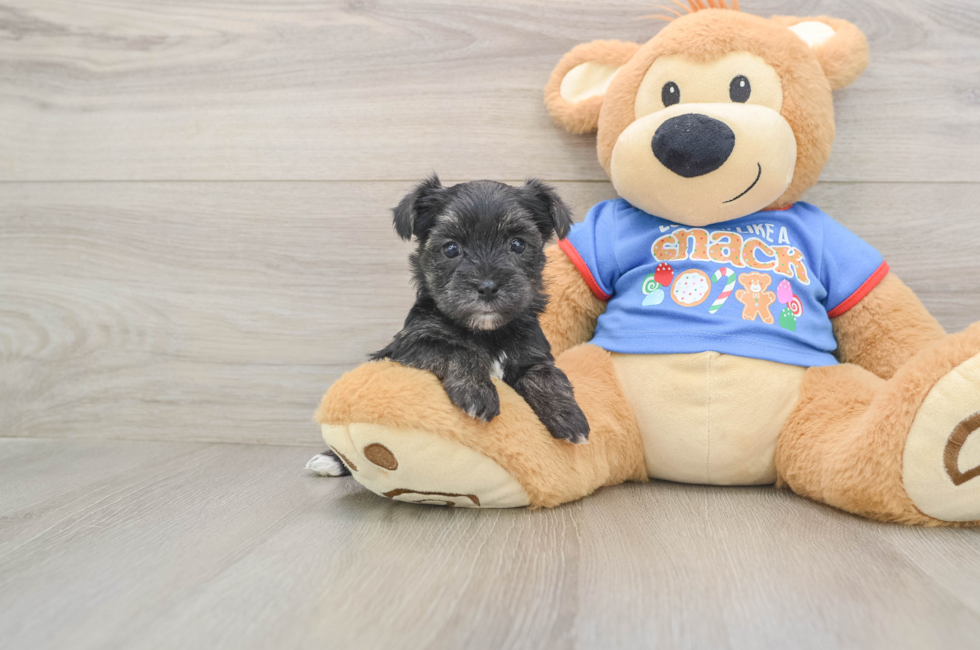 5 week old Morkie Puppy For Sale - Windy City Pups