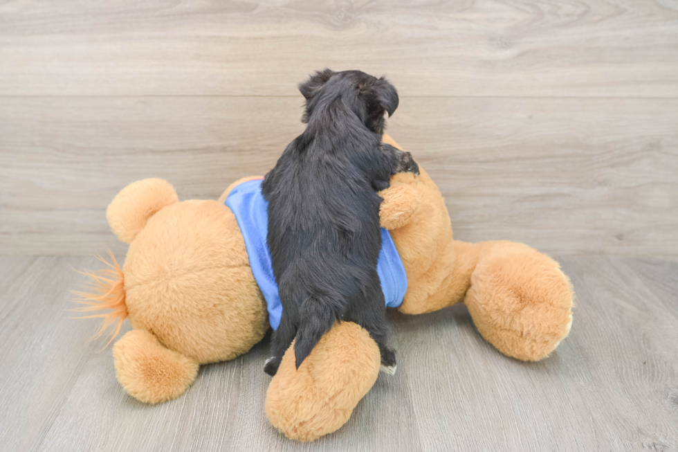 Morkie Pup Being Cute