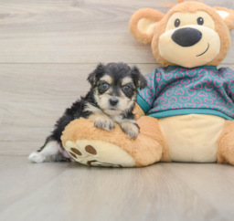 8 week old Morkie Puppy For Sale - Windy City Pups