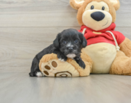 5 week old Morkie Puppy For Sale - Windy City Pups