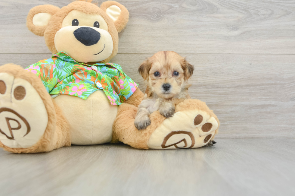 5 week old Morkie Puppy For Sale - Windy City Pups
