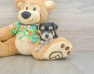 7 week old Morkie Puppy For Sale - Windy City Pups