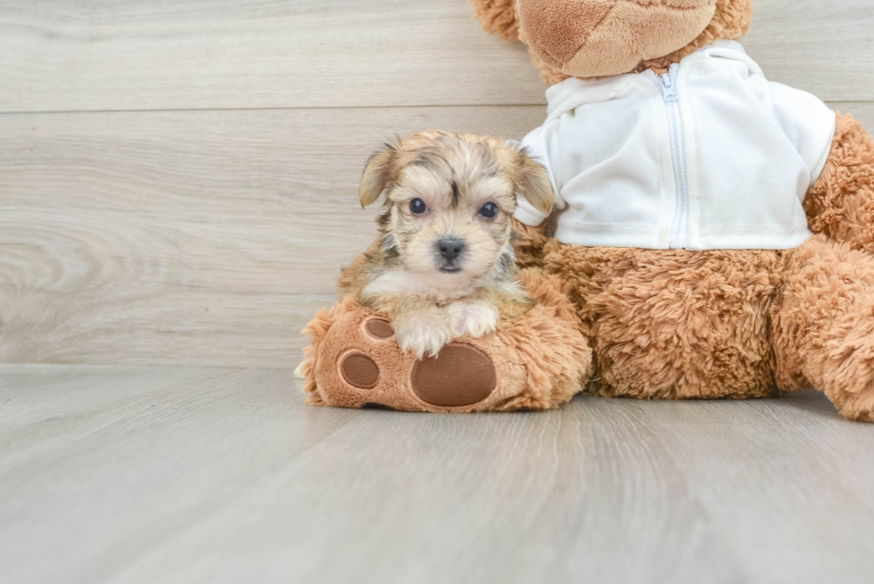 Morkie Pup Being Cute