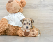 6 week old Morkie Puppy For Sale - Windy City Pups