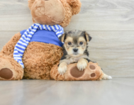 7 week old Morkie Puppy For Sale - Windy City Pups