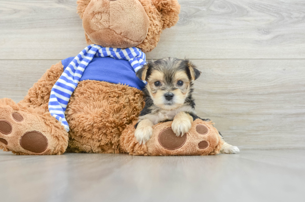 6 week old Morkie Puppy For Sale - Windy City Pups