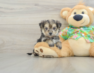 5 week old Morkie Puppy For Sale - Windy City Pups