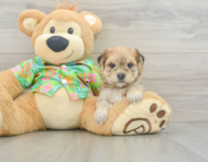 6 week old Morkie Puppy For Sale - Windy City Pups