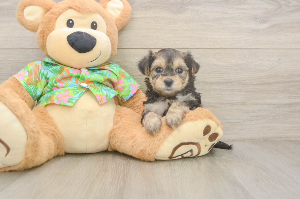 6 week old Morkie Puppy For Sale - Windy City Pups