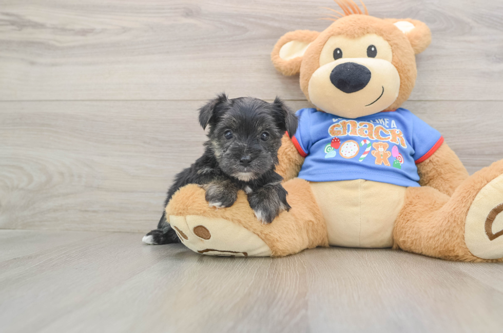 5 week old Morkie Puppy For Sale - Windy City Pups