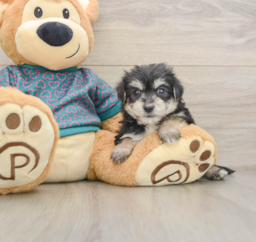 7 week old Morkie Puppy For Sale - Windy City Pups