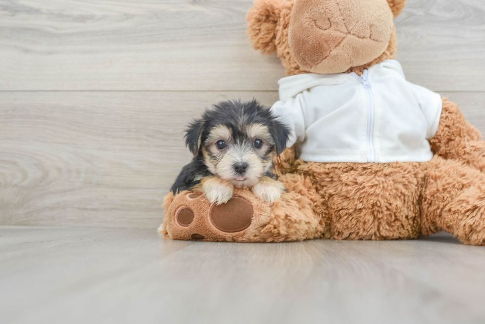 Morkie Pup Being Cute