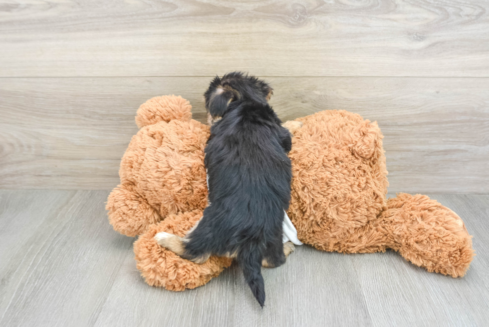 Friendly Morkie Baby