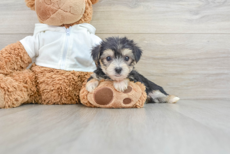 Best Morkie Baby