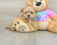 6 week old Morkie Puppy For Sale - Windy City Pups