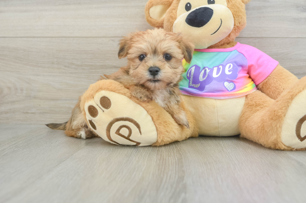 6 week old Morkie Puppy For Sale - Windy City Pups