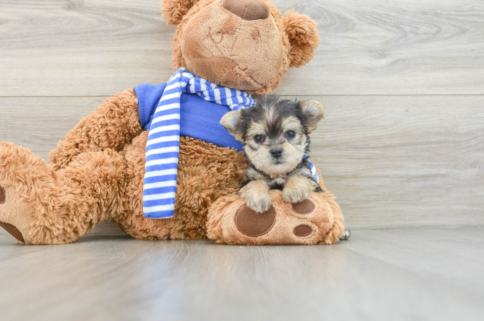 6 week old Morkie Puppy For Sale - Windy City Pups