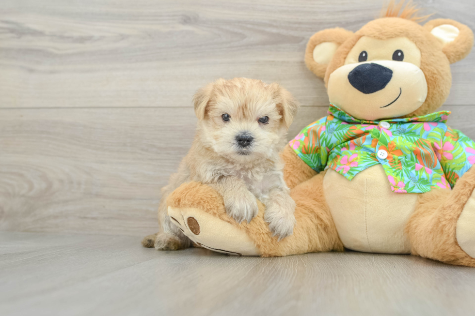 Fluffy Morkie Designer Pup