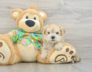 6 week old Morkie Puppy For Sale - Windy City Pups