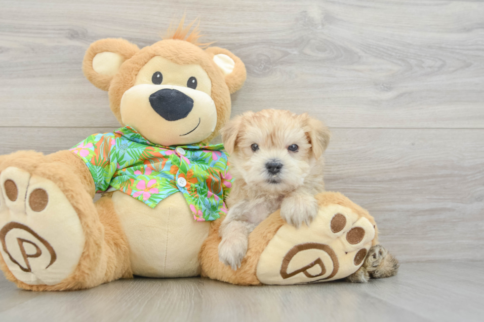 Morkie Puppy for Adoption