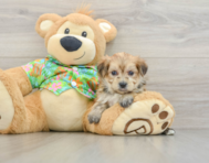 5 week old Morkie Puppy For Sale - Windy City Pups