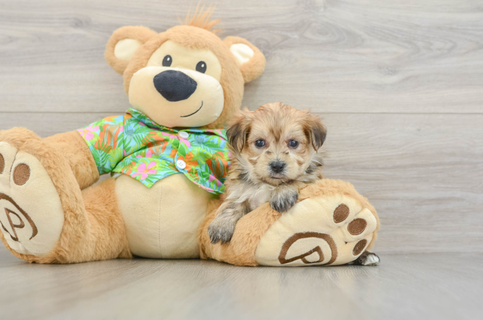 5 week old Morkie Puppy For Sale - Windy City Pups
