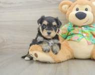 7 week old Morkie Puppy For Sale - Windy City Pups