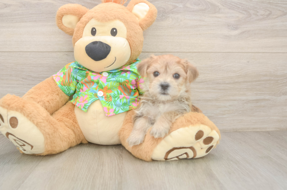 6 week old Morkie Puppy For Sale - Windy City Pups
