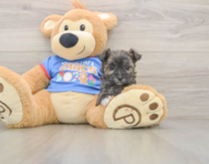 6 week old Morkie Puppy For Sale - Windy City Pups