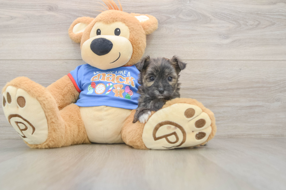 5 week old Morkie Puppy For Sale - Windy City Pups