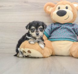 6 week old Morkie Puppy For Sale - Windy City Pups