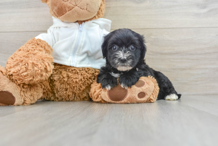 Fluffy Morkie Designer Pup