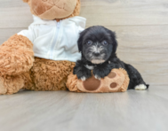 8 week old Morkie Puppy For Sale - Windy City Pups