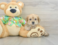 6 week old Morkie Puppy For Sale - Windy City Pups