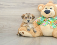 5 week old Morkie Puppy For Sale - Windy City Pups
