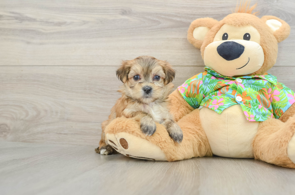 5 week old Morkie Puppy For Sale - Windy City Pups