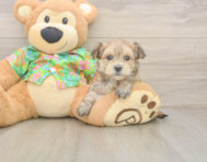 7 week old Morkie Puppy For Sale - Windy City Pups