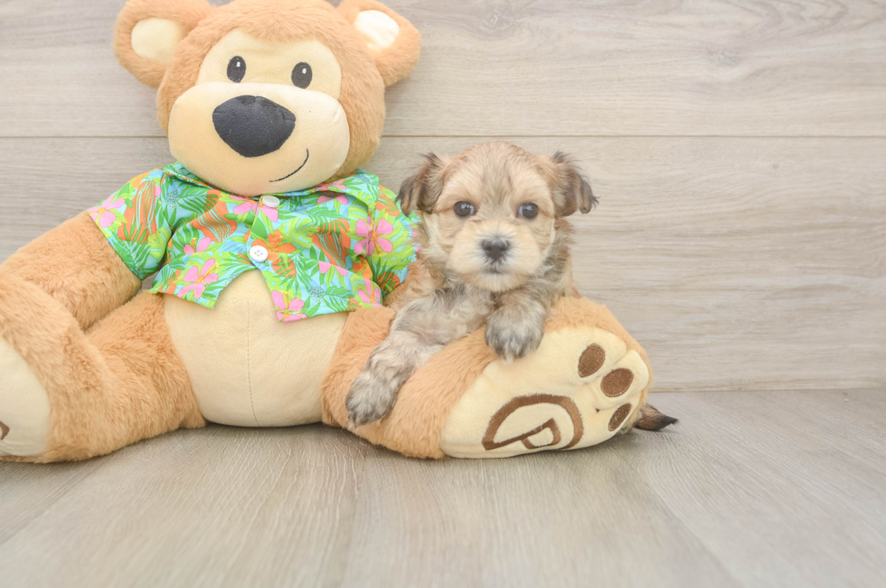 6 week old Morkie Puppy For Sale - Windy City Pups