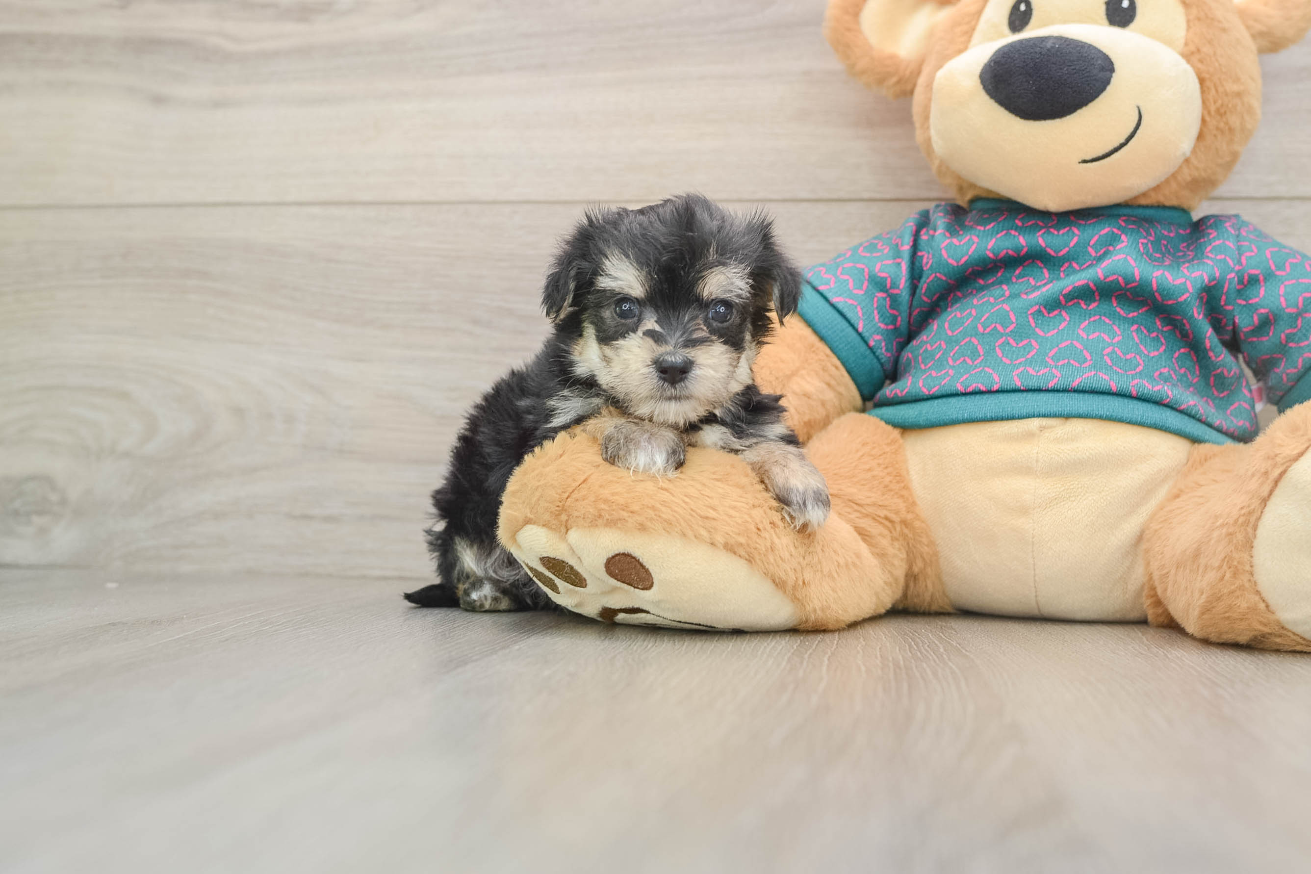 Morkie Puppy for Adoption