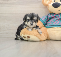 7 week old Morkie Puppy For Sale - Windy City Pups