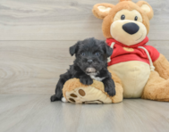 6 week old Morkie Puppy For Sale - Windy City Pups