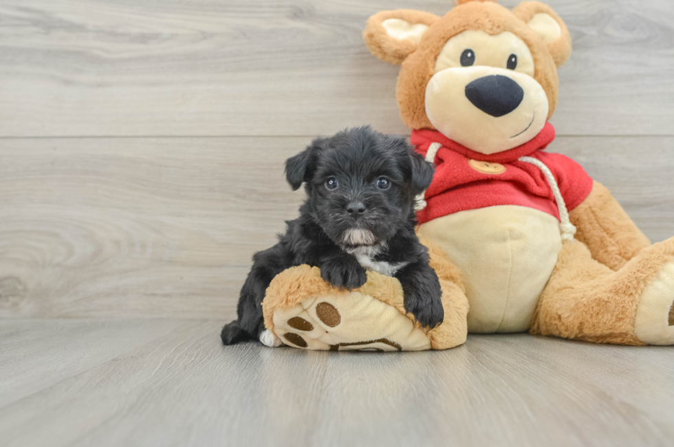 6 week old Morkie Puppy For Sale - Windy City Pups